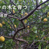 レモンの木と育つ　育休２３週目