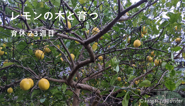 レモンの木と育つ　育休２３週目